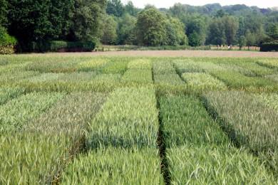 les-engrais-chimiques-passent-au-bio-et-belfertil-poursuit-sa-croissance