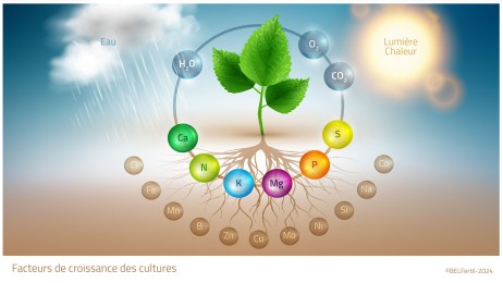 nouveau-site-web-pour-la-fertilisation-durable-des-pommes-de-terre