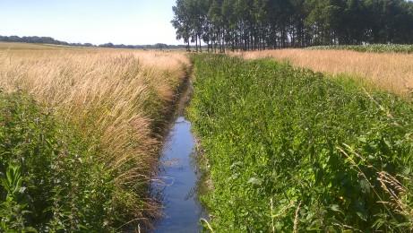 bufferzones-een-manier-om-de-aanwezigheid-van-meststoffen-in-oppervlaktewateren-te-verminderen